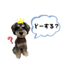 シュナウザー(リンク2)（個別スタンプ：8）