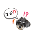 シュナウザー(リンク2)（個別スタンプ：9）