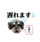シュナウザー(リンク2)（個別スタンプ：12）