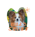 ぱぴぱぴパピヨン6（個別スタンプ：1）