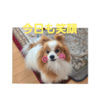 ぱぴぱぴパピヨン6（個別スタンプ：5）