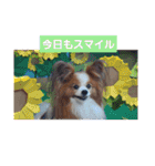 ぱぴぱぴパピヨン6（個別スタンプ：6）