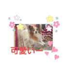 ぱぴぱぴパピヨン6（個別スタンプ：12）