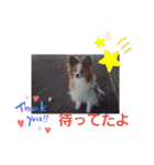ぱぴぱぴパピヨン6（個別スタンプ：15）