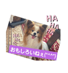 ぱぴぱぴパピヨン6（個別スタンプ：17）