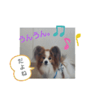 ぱぴぱぴパピヨン6（個別スタンプ：19）