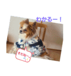 ぱぴぱぴパピヨン6（個別スタンプ：22）