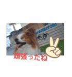 ぱぴぱぴパピヨン6（個別スタンプ：23）