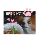 ぱぴぱぴパピヨン6（個別スタンプ：25）