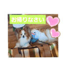 ぱぴぱぴパピヨン6（個別スタンプ：30）