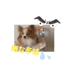 ぱぴぱぴパピヨン6（個別スタンプ：33）