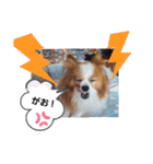 ぱぴぱぴパピヨン6（個別スタンプ：35）