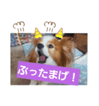 ぱぴぱぴパピヨン6（個別スタンプ：37）