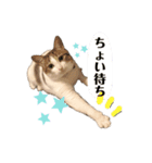 俺様は小次郎。4（個別スタンプ：1）