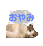 俺様は小次郎。4（個別スタンプ：2）