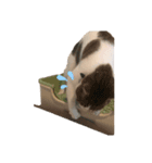 俺様は小次郎。4（個別スタンプ：5）
