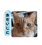 ふうちゃんの巻 その1（個別スタンプ：11）