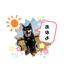 黒しば琥太郎（個別スタンプ：4）