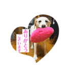 おからすたぐらむ（個別スタンプ：1）