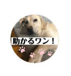 おからすたぐらむ（個別スタンプ：8）