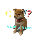 きな子はんの日常パート2（個別スタンプ：1）
