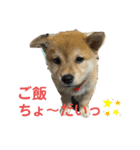きな子はんの日常パート2（個別スタンプ：3）