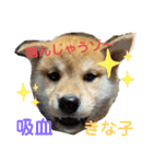 きな子はんの日常パート2（個別スタンプ：7）