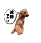みるクルちゃんとロイ君（個別スタンプ：11）