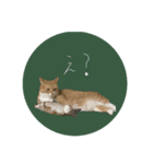 猫はせかいをすくう（個別スタンプ：2）