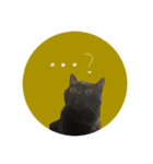 猫はせかいをすくう（個別スタンプ：3）