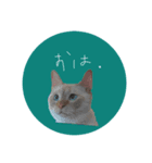 猫はせかいをすくう（個別スタンプ：5）