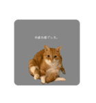 猫はせかいをすくう（個別スタンプ：6）