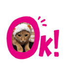 日常で使える猫スタンプ♥（個別スタンプ：7）