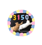 日常で使える猫スタンプ♥（個別スタンプ：12）
