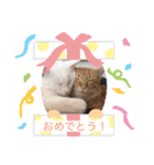 日常で使える猫スタンプ♥（個別スタンプ：13）