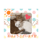 日常で使える猫スタンプ♥（個別スタンプ：15）