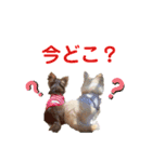 ビーくんとちゃーちゃん（個別スタンプ：2）