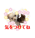 ビーくんとちゃーちゃん（個別スタンプ：13）