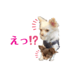 ビーくんとちゃーちゃん（個別スタンプ：15）
