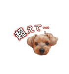 ヨークシャーテリアのるく5（個別スタンプ：2）