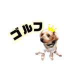 ヨークシャーテリアのるく5（個別スタンプ：10）