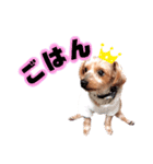 ヨークシャーテリアのるく5（個別スタンプ：12）