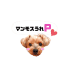 ヨークシャーテリアのるく5（個別スタンプ：13）