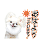 チワワのるいとろろあ～ろろあ敬語編～（個別スタンプ：1）