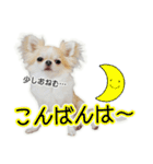 チワワのるいとろろあ～ろろあ敬語編～（個別スタンプ：3）