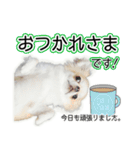 チワワのるいとろろあ～ろろあ敬語編～（個別スタンプ：4）