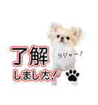 チワワのるいとろろあ～ろろあ敬語編～（個別スタンプ：5）