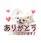 チワワのるいとろろあ～ろろあ敬語編～（個別スタンプ：7）