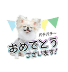 チワワのるいとろろあ～ろろあ敬語編～（個別スタンプ：8）
