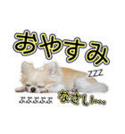 チワワのるいとろろあ～ろろあ敬語編～（個別スタンプ：9）